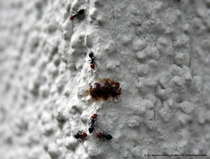 Abbildung 8: Der Fraßköder Microsol®-ant-gel-strong wirkte repellierend auf die Arbeiterinnen von Crematogaster scutellaris