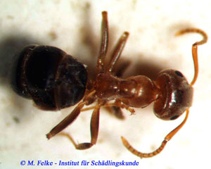 Abbildung 1: Arbeiterin der Braunen Wegameise (Lasius brunneus)