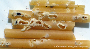 Abbildung 3: Häufig werden Nudeln und andere, trockene Vorräte vom Brotkäfer (Stegobium paniceum) befallen