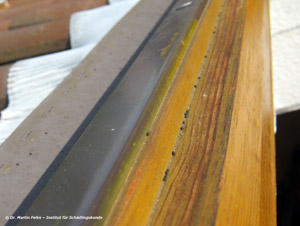 Abbildung 1: In den Laibungen der Dachflächenfenster wurde Kot der Raupen des Weißgrauen Flechtenbärchens (Eilema caniola) gefunden