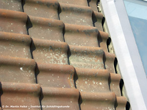 Abbildung 3: Auf den Dachziegeln des betroffenen Hauses wuchsen Flechten, von denen sich die Raupen des Weißgrauen Flechtenbärchens (Eilema caniola) bekanntermaßen ernähren