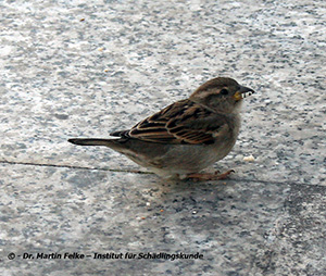 Abbildung 2: Der Haussperling (Passer domesticus) ist ein weltweit verbreiteter Kulturfolger