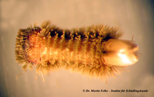 Abbildung 1: Der Pinselfüßer (Polyxenus lagurus) kann aufgrund seines Borstenschwanzes am Hinterleib auf den ersten Blick leicht mit einer Anthrenuslarve verwechselt werden