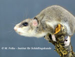 Abbildung 2: Der Siebenschläfer (Glis glis) ist ein nachtaktives Nagetier