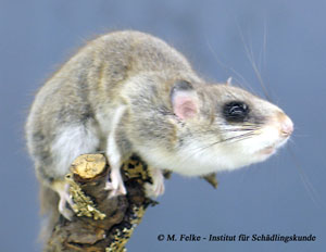 Abbildung 1: Der Siebenschläfer (Glis glis) ist eine rechtlich besonders geschützte Tierart und darf ohne behördliche Ausnahmegenehmigung nicht bekämpft werden