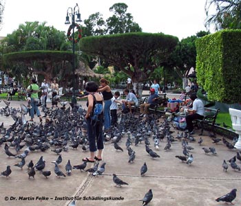 Abbildung 4: Straßentauben (Columba livia domestica) werden häufig in Parks von Passanten gefüttert (Foto: S. Feiertag)