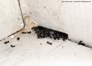 Abbildung 7: Der Gelköder war unter anderem dort ausgebracht worden, wo die Arbeiterinnen von Dolichoderus quadripunctatus in den Holzbalken verschwanden