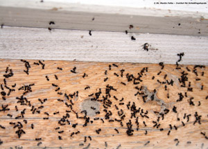 Abbildung 6: Auch im Bereich der Fenster lagen zahlreiche tote Arbeiterinnen von Dolichoderus quadripunctatus
