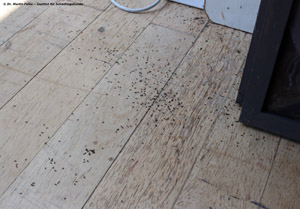 Abbildung 5: Der Boden war nach der Bekämpfungsaktion an manchen Stellen großflächig mit toten Arbeiterinnen von Dolichoderus quadripunctatus bedeckt