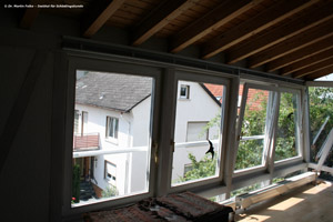 Abbildung 3: Ober- und unterhalb der Fenster liefen zahlreiche Arbeiterinnen von Dolichoderus quadripunctatus auf den Holzbalken umher