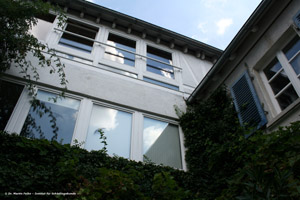 Abbildung 4: Zur Nahrungssuche suchten die Arbeiterinnen von Dolichoderus quadripunctatus unter anderem den an der Fassade wachsenden Efeu auf