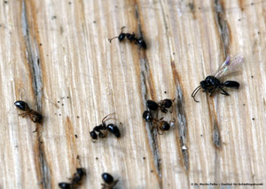 Abbildung 8: Neben toten Arbeiterinnen wurden vereinzelt auch tote geflügelte Männchen und Weibchen von Dolichoderus quadripunctatus gefunden