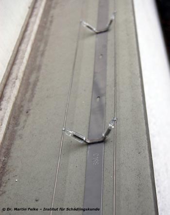 Abbildung 2: Im Laborversuch erwiesen sich Elektroschocksysteme als sehr gut geeignet um Straßentauben (Columba livia domestica) zu vertreiben