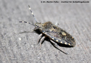 Abbildung 4: Auch die Graue Feldwanze (Rhaphigaster nebulosa) überwintert regelmäßig im Haus