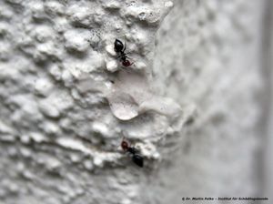 Abbildung 9: Der Fraßköder Finicon® Avantgarde Ameisenködergel wurde nur von einer einzigen Crematogaster scutellaris-Arbeiterin angenommen