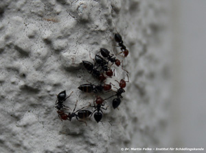 Abbildung 6: Der Fraßköder Maxforce® Quantum wurde von den Crematogaster scutellaris-Arbeiterinnen sehr gut angenommen