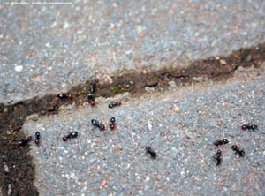 Abbildung 2: Crematogaster scutellaris wurde in Deutschland bisher nur ganz vereinzelt gefunden