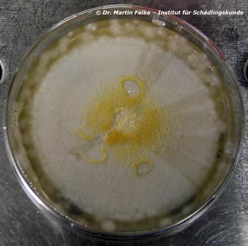 Abbildung 3: Auf Taubenkot wachsen auch Schimmelpilze der Gattung Aspergillus