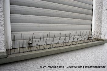 Abbildung 1: Taubenabwehrspitzen eignen sich gut zum Schutz von Fenstersimsen