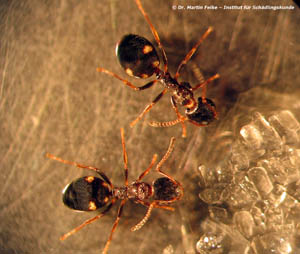 Abbildung 1: Zwei Arbeiterinnen von Dolichoderus quadripunctatus bei der Aufnahme einer Zuckerlösung