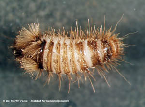 Abbildung 3: Die Larve des Wollkrautblütenkäfers (Anthrenus verbasci) besitzt eine gewisse Ähnlichkeit mit dem Pinselfüßer