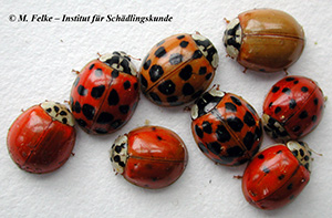 Abbildung 1: Der Asiatische Marienkäfer (Harmonia axyridis) ist eine sehr variabel gefärbte Art
