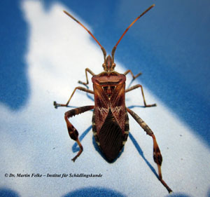 Abbildung 3: Die Amerikanische Kiefernwanze (Leptoglossus occidentalis) wird wesentlich größer als die Gemeine Bodenwanze (Rhyparochromus vulgaris)