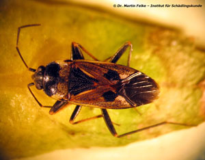 Abbildung 1: Die Gemeine Bodenwanze (Rhyparochromus vulgaris) ist im Gegensatz zum Hausbockkäfer kontrastreich gefärbt