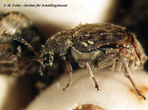 Abbildung 7: Der Speisebohnenkäfer (Acanthoscelides obtectus) ist ein Vorratsschädling, der Bohnen und andere Hülsenfrüchte befällt