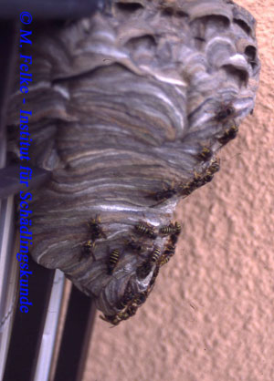 Abbildung 8: Das zitronenförmige Nest der Mittleren Wespe (Dolichovespula media) erreicht maximal die Größe eines Fußballs