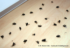 Abbildung 5: Besonders bei einem massenhaften Auftreten muss die Wurmfliege als Schädling angesehen werden