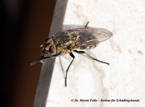 Abbildung 1: Die Wurmfliege oder cluster fly wird rund acht Millimeter lang