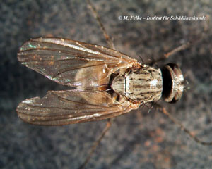 Abbildung 2: Stubenfliegen (Musca domestica) kann man mit UV-Lichtlfallen bekämpfen