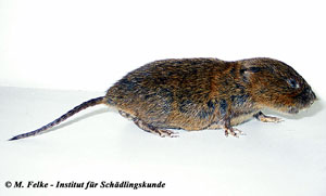 Abbildung 2: Schermäuse (Arvicola terrestris) kann man mit Rodentizidködern bekämpfen