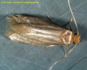 Abbildung 2: Kleidermotten (Tineola bisselliella) kann man mit Mottenkugeln, Mottenpapier und Insektensprays bekämpfen