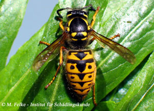 Abbildung 1: Deutsche Wespen (Paravespula germanica) kann man mit verschiedenen Wespensprays bekämpfen