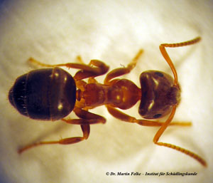 Abbildung 1: Arbeiterin der Braunen Wegameise (Lasius brunneus)