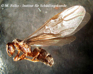 Abb. 2: Lasius brunneus - Weibchen