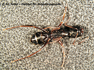 Abbildung 3: Die Kerblippige Roßameise (Camponotus fallax) ähnelt der Grauschwarzen Sklavenameise (Formica fusca)