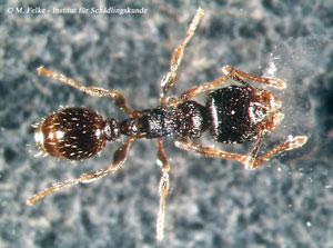 Abbildung 2: Die Rasenameise (Tetramorium caespitum) gehört, anders als die Grauschwarze Sklavenameise, in die Unterfamilie der Knotenameisen (Myrmicinae)