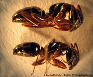 Abbildung 2: Zwei Arbeiterinnen der Kerblippigen Roßameise (Camponotus fallax)