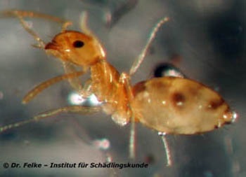 liitle yellow ant