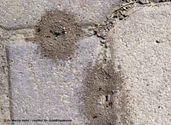 Abbildung 2: Nester der Gemeinen Rasenameise unter Verbundpflastersteinen