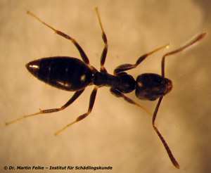Abbildung 2: Die Wohlriechende Hausameise (Tapinoma sessile) ist wie die ghost ant (Tapinoma melanocephalum) eine Art aus der Unterfamilie der Drüsenameisen (Dolichoderinae)