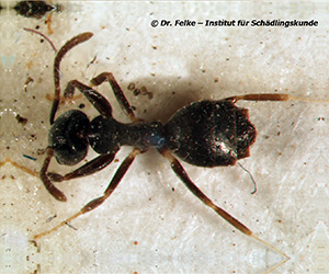 Abb. 3: Die Weißfußameise (Technomyrmex albipes) stammt wie die Schwarzkopfameise (Tapinoma melanocephalum) ursprünglich aus den Tropen