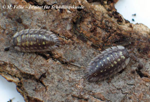Abbildung 2: Die Mauerassel (Oniscus asellus) kommt im selben Lebensraum vor wie die Kellerassel (Porcellio scaber)