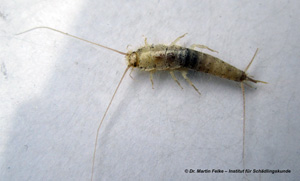 Abbildung 1: Das Papierfischchen (Ctenolepisma longicaudata) besitzt am Hinterleib die f&uuml;r die Gattung Ctenolepisma typischen Borstenk&auml;mme