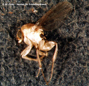 Abbildung 1: Charakteristisch für Buckelfliegen (Megaselia scalaris) ist die buckelförmige Aufwölbung des mittleren Körperabschnitts	