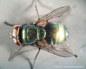 Abb. 3: Die Goldfliege (Lucilia sericata) gehört wie die Wurmfliege (Pollenia rudis) in die Familie der Schmeißfliegen	