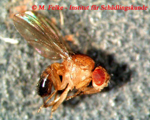 Abbildung 2: Wie bei allen Fliegen sind auch bei der Fruchtfliege (Drosophila melanogaster) die Hinterflügel zu sog. Halteren (Schwingkölbchen) reduziert